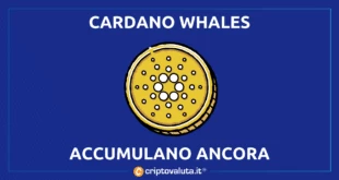 Cardano Whales accumulazione