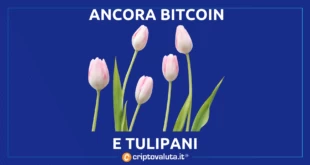 TULIPANI BITCOIN