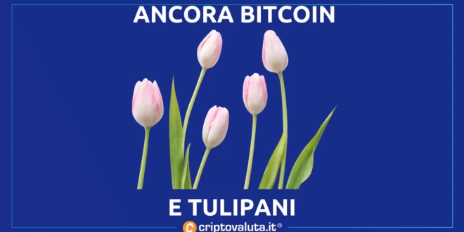 TULIPANI BITCOIN