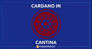 CARDANO SPINGE IN CANTINA