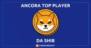 TOP PLAYER SHIBA INU