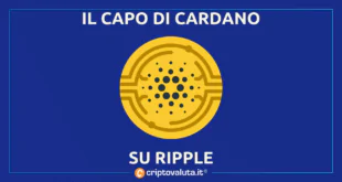 CAPO CARDANO RIPPLE