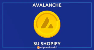 SHOPIFY AVALANCHE