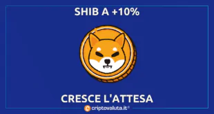 SHIBA CRESCE ATTESA