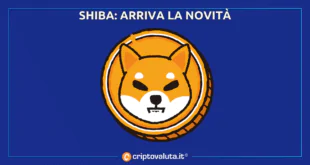 SHIBA INU NOVITÀ