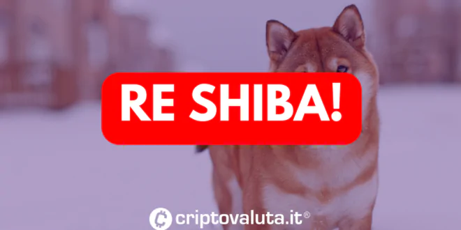 RE SHIBA ANALISI