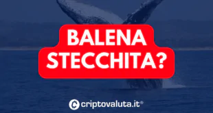 BALENA STECCHITA