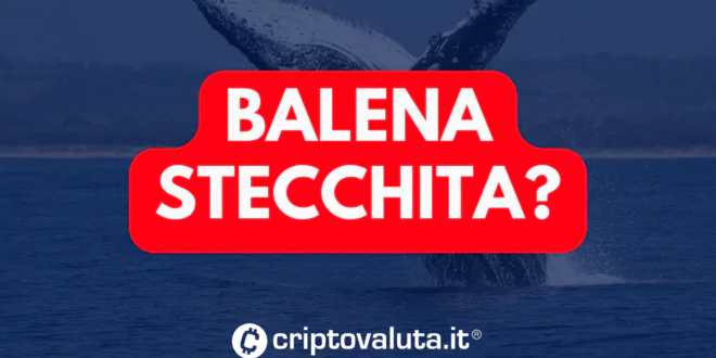 BALENA STECCHITA