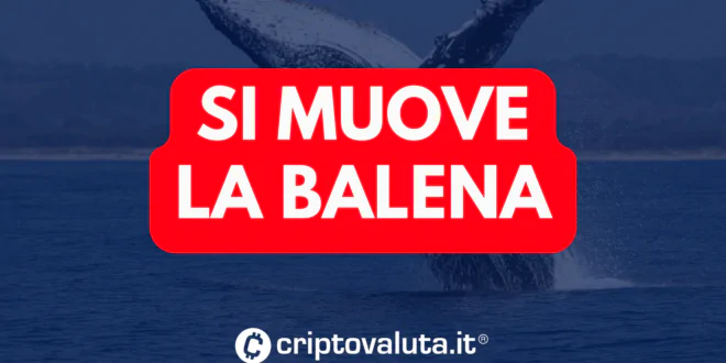 BALENA SI MUOVE