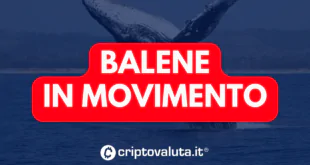 Balene in movimento up