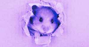 HAMSTER AIRDROP