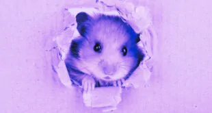 HAMSTER AIRDROP