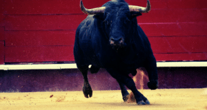 BULL RUN CRYPTO BITCOIN