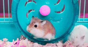 Hamster Airdrop