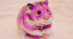 Hamster bybit