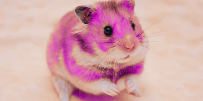 Hamster bybit