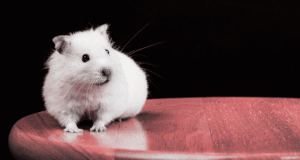 HAMSTER LANCIO