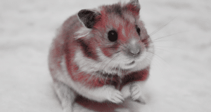 HAMSTER KOMBAT SNAPSHOT