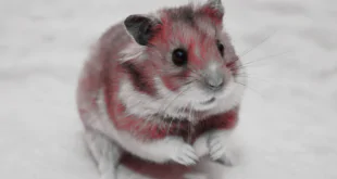 HAMSTER KOMBAT SNAPSHOT