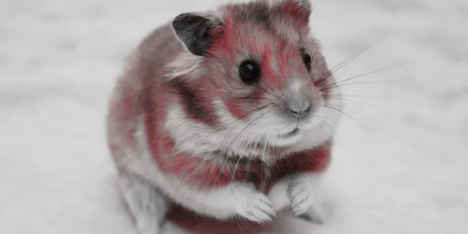 HAMSTER KOMBAT SNAPSHOT