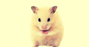 Hamster novita