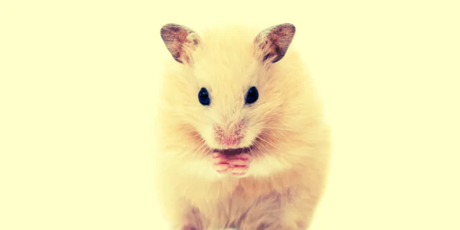 Hamster novita