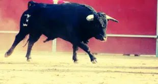 BULL RUN ANALISI