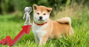 SHIBA INU