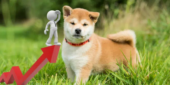 SHIBA INU