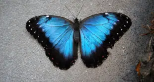 Morpho -(MORPHO)