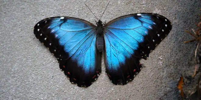 Morpho -(MORPHO)