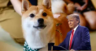 TRUMP DOGE