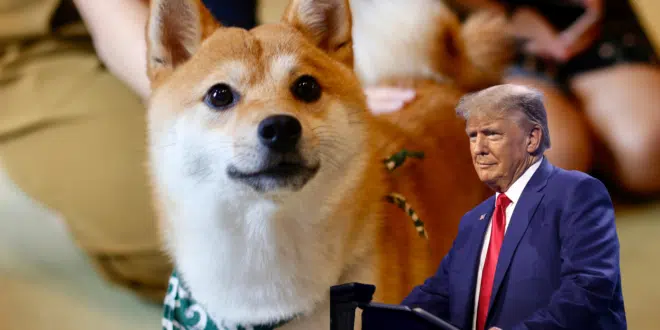 TRUMP DOGE