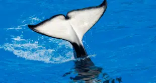 Orca (ORCA)